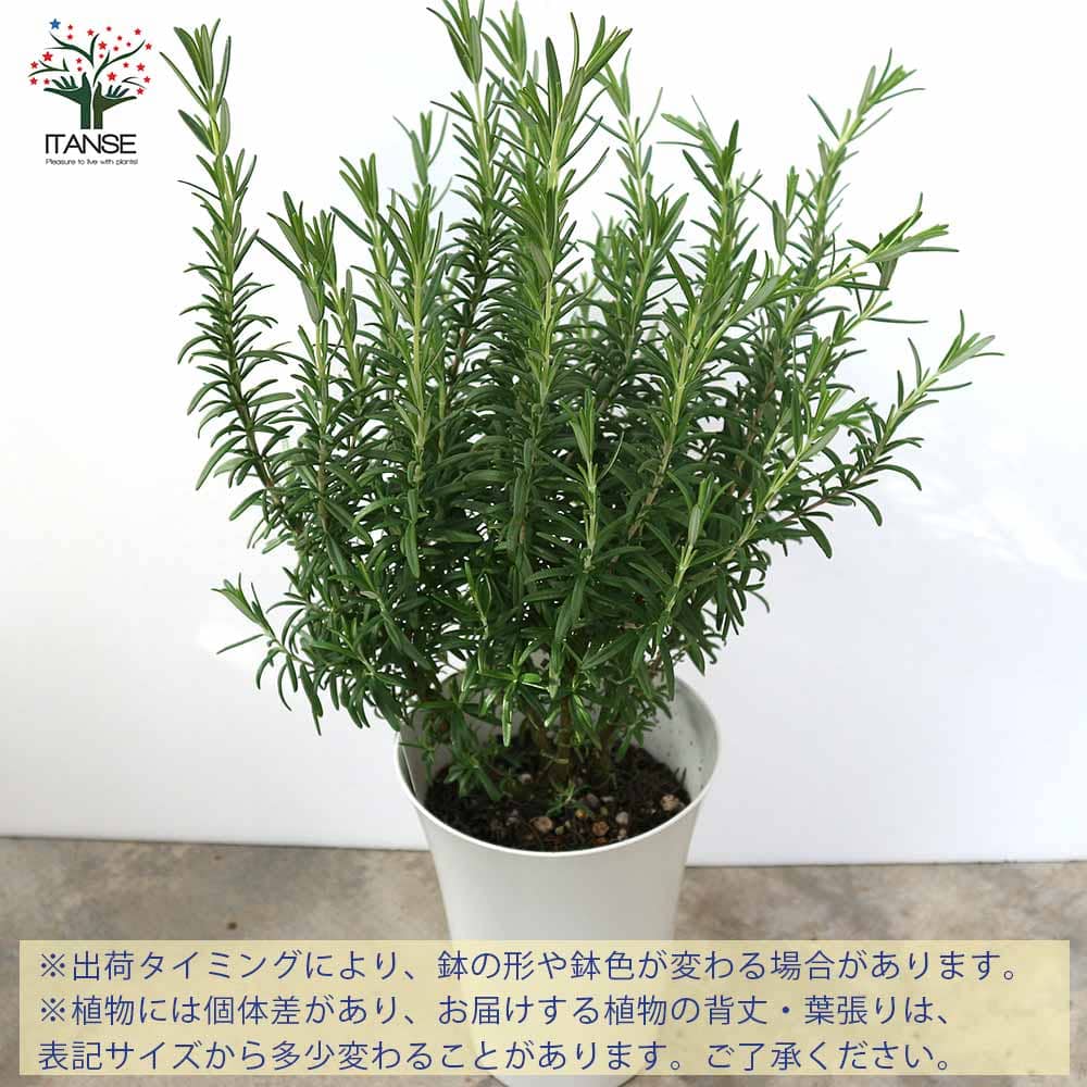 送料無料 ローズマリー レックス 6号大苗ロング鉢 1個売り ローズマリーの苗 苗木 Herb ハーブ ハーブ苗 ガーデニング 家庭菜園 料理 スパイス 香辛料 鑑賞 栽培 庭園菜園 ボタニカルライフ ベランダガーデニング ベランダ菜園 ポプリ Timgroomarchitects Com