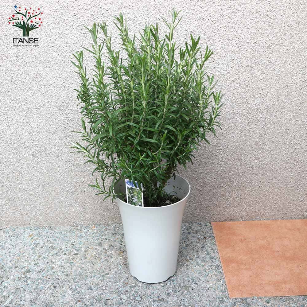 送料無料 ローズマリー レックス 6号大苗ロング鉢 1個売り ローズマリーの苗 苗木 Herb ハーブ ハーブ苗 ガーデニング 家庭菜園 料理 スパイス 香辛料 鑑賞 栽培 庭園菜園 ボタニカルライフ ベランダガーデニング ベランダ菜園 ポプリ Napierprison Com