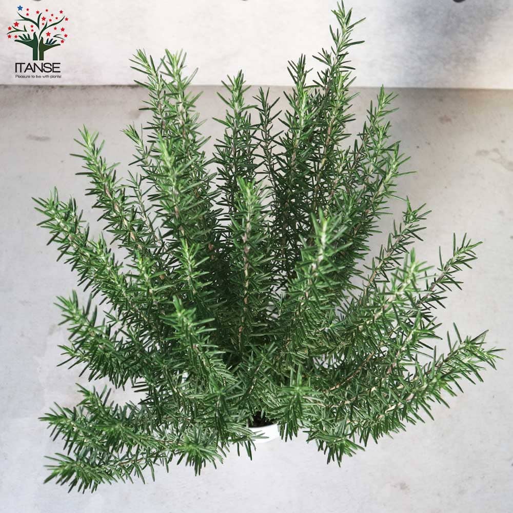 送料無料 ローズマリーの苗マリンブルー ハーブの苗 8号プラスチック鉢 1個売り ローズマリーの苗 苗木 マリンブルー 苗 Herb ハーブ ガーデニング 家庭菜園 料理 スパイス 香辛料 鑑賞 栽培 庭園菜園 ギフト プレゼント 贈り物 贈答 ハーブティー 玄関 ハーブの苗