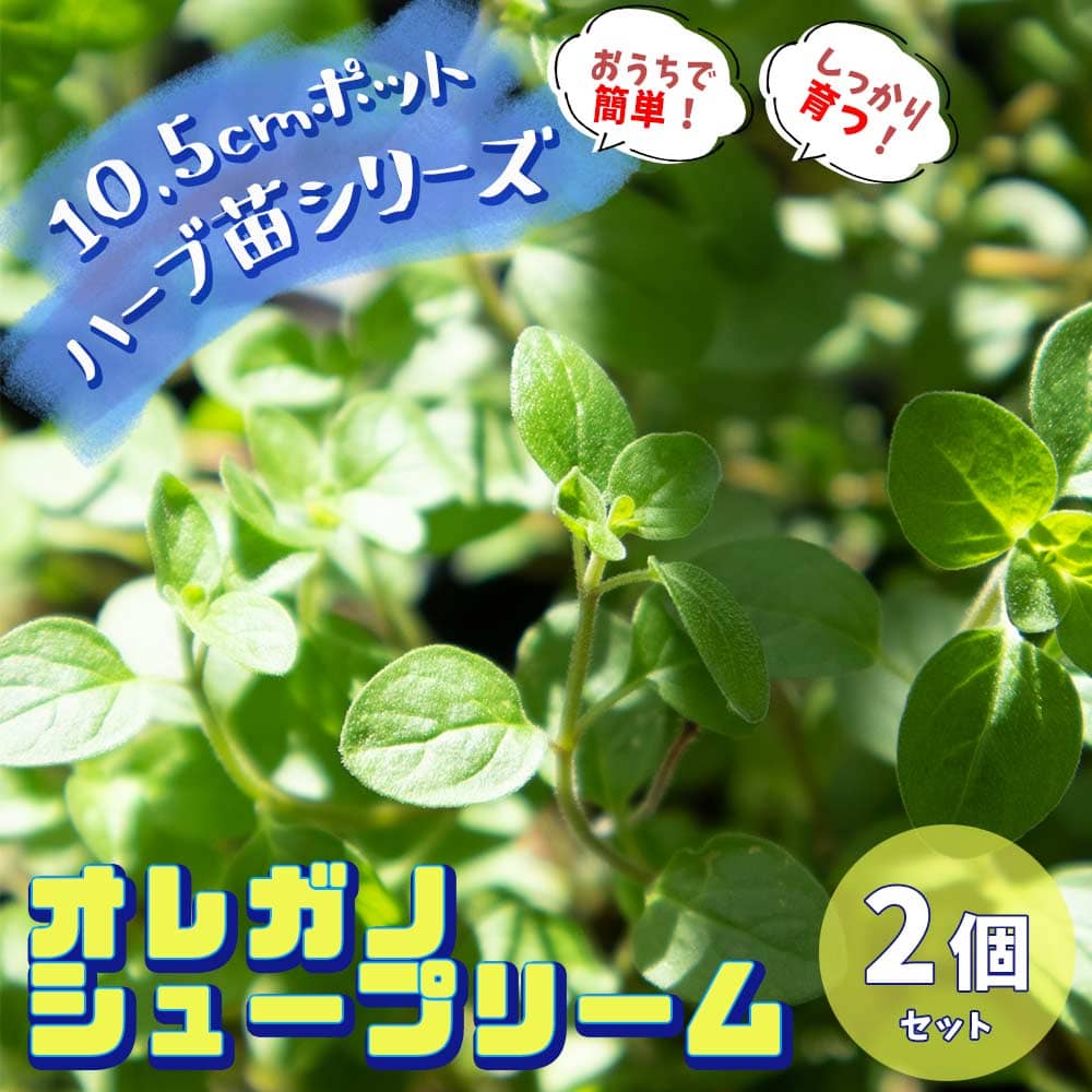 楽天市場 送料無料 オレガノ シュープリーム10 5cm2個 おうちで簡単 育て やすい10 5cmポットハーブ苗シリーズ 根張り 大きさ 選別が良いので 育てやすい 生育簡単で初心者にもオススメのハーブシリーズです ガーデニングや家庭菜園やキッチンハーブに