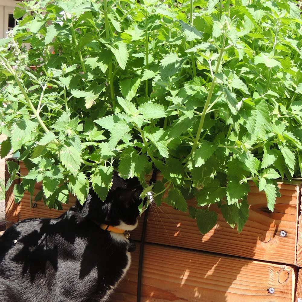 市場 送料無料 イヌハッカ おうちで簡単 4個セット キャットニップ 西洋マタタビ 10 5cm 育てやすい10 5cmポットハーブ苗シリーズ