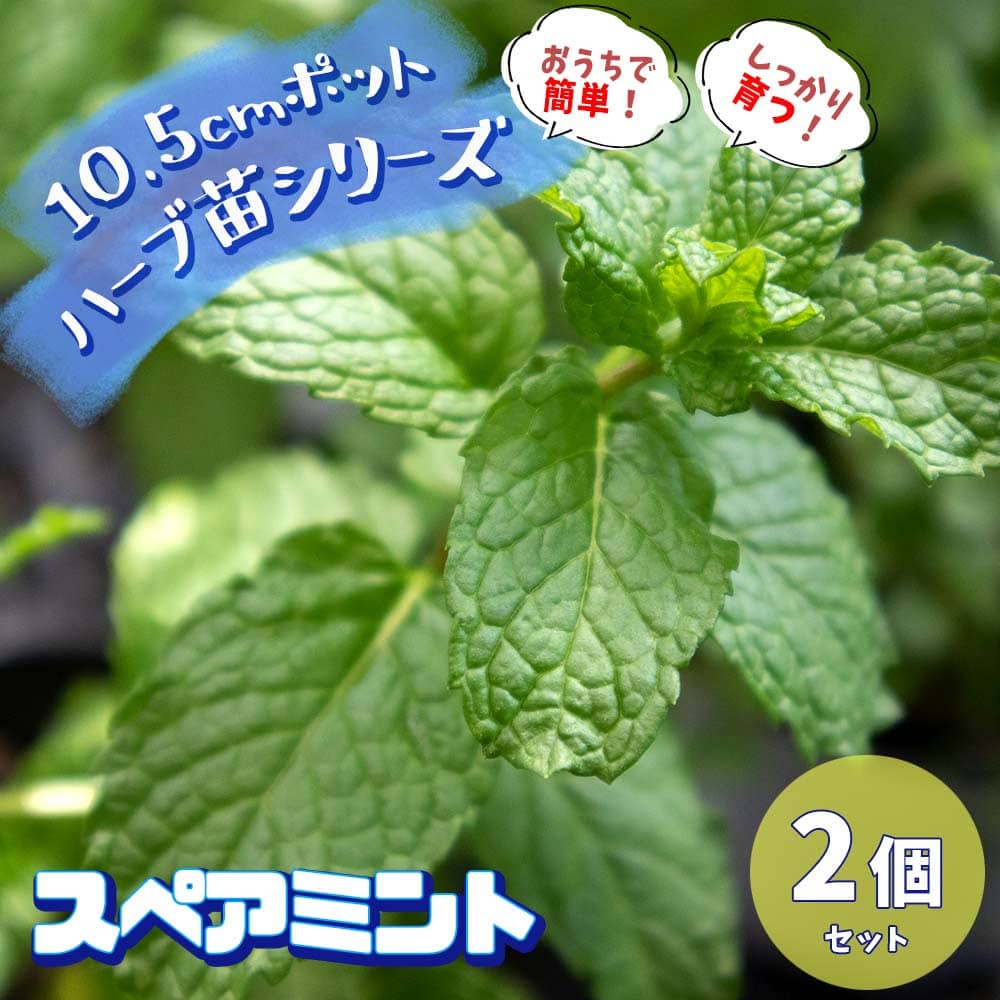 楽天市場 送料無料 スペアミント 10 5cm 2個セット おうちで簡単 育てやすい10 5cmポットハーブ苗シリーズ 根張り 大きさ 選別が良いので 育てやすい 生育簡単で初心者にもオススメのハーブシリーズです ガーデニングや家庭菜園に 植物販売の
