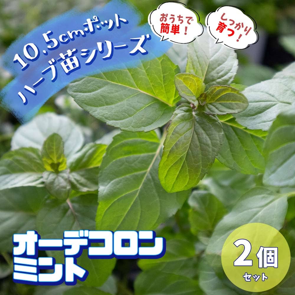 楽天市場 送料無料 オーデコロンミント 10 5cm 2個セット おうちで簡単 育てやすい10 5cmポットハーブ苗シリーズ 根張り 大きさ 選別が良いので 育てやすい 生育簡単で初心者にもオススメのハーブシリーズです ガーデニングや家庭菜園に 植物販売の