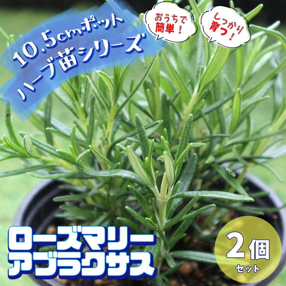 楽天市場】【送料無料】ローズマリー マリンブルー【ハーブ苗 5号鉢/1個】ローズマリーの苗 苗木 大苗 ハーブ ハーブ苗 ガーデニング 家庭菜園 料理  鑑賞 栽培 庭園菜園 農場 ベランダ 庭 健康 趣味 ハーブ枕 鉢植え 精油 アロマ クラフト用 ポプリ : 植物販売の ...