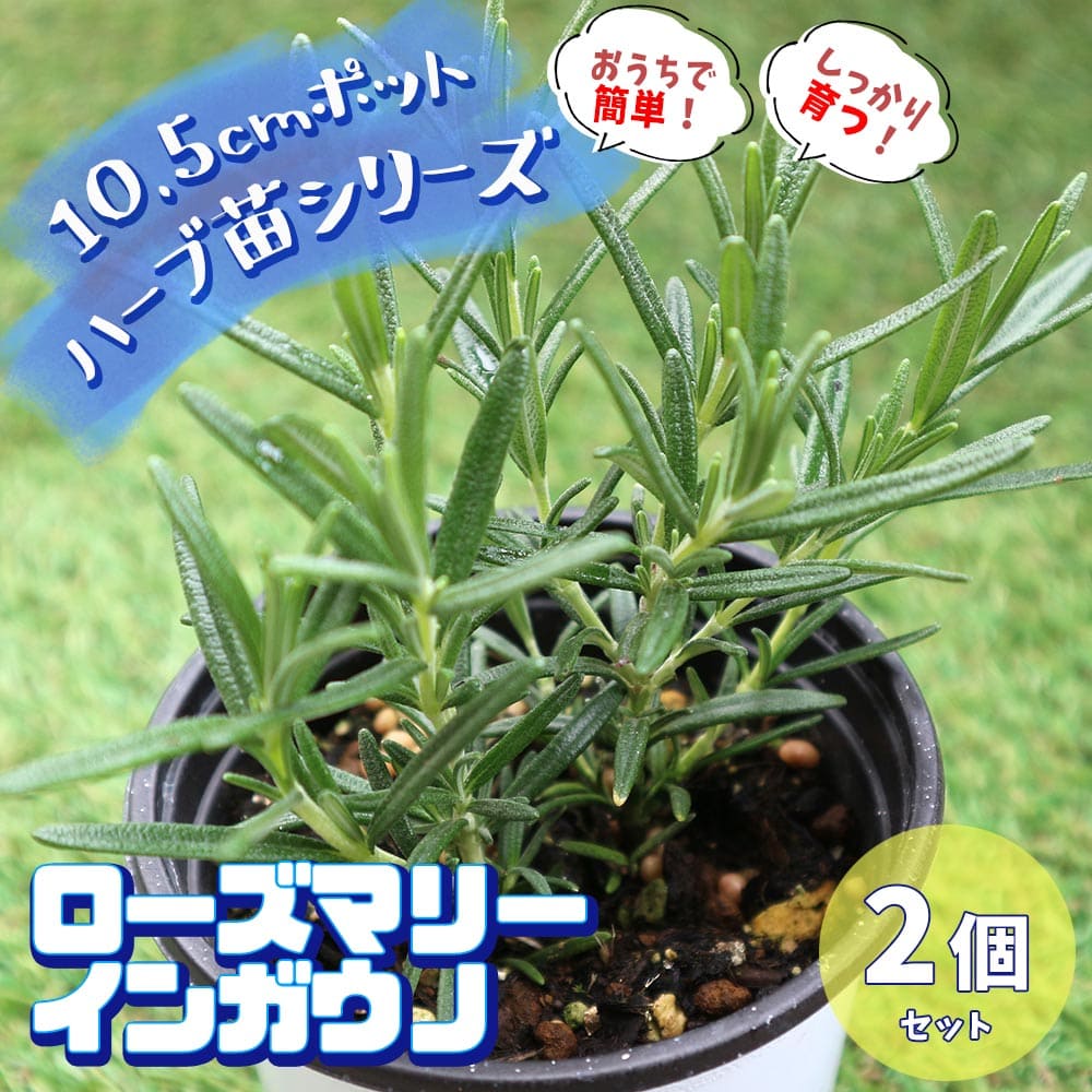 楽天市場 送料無料 ローズマリー インガウノ おうちで簡単 育てやすい10 5cmポットハーブ苗シリーズ 根張り 大きさ 選別が良いので 育てやすい 生育簡単で初心者にもオススメのハーブシリーズです ガーデニングや家庭菜園に 植物販売のｉｔａｎｓｅ楽天