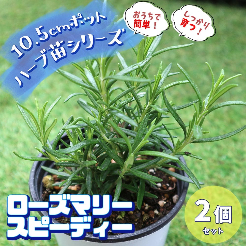 送料無料 ローズマリー おうちで簡単 育てやすい10 5cmポットハーブ苗シリーズ スピーディー 大きさ 選別が良いので 根張り