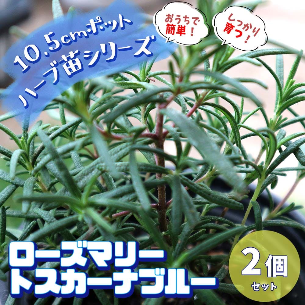 楽天市場】【送料無料】ローズマリー マリンブルー【ハーブ苗 5号鉢/1個】ローズマリーの苗 苗木 大苗 ハーブ ハーブ苗 ガーデニング 家庭菜園 料理  鑑賞 栽培 庭園菜園 農場 ベランダ 庭 健康 趣味 ハーブ枕 鉢植え 精油 アロマ クラフト用 ポプリ : 植物販売の ...