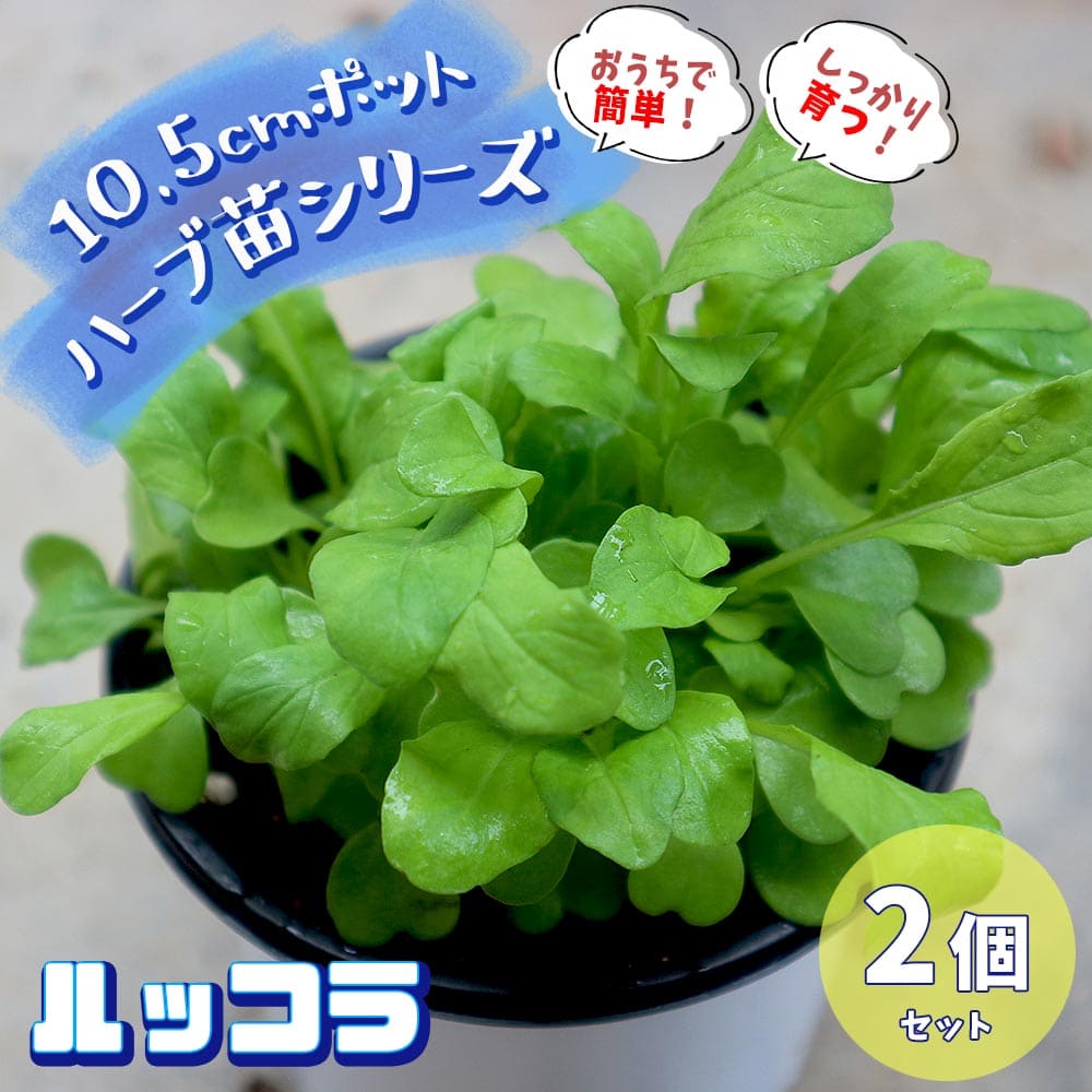 送料無料 ルッコラ おうちで簡単 育てやすい10 5cmポットハーブ苗シリーズ ハーブの苗 お買い得2個セット 10 5cm
