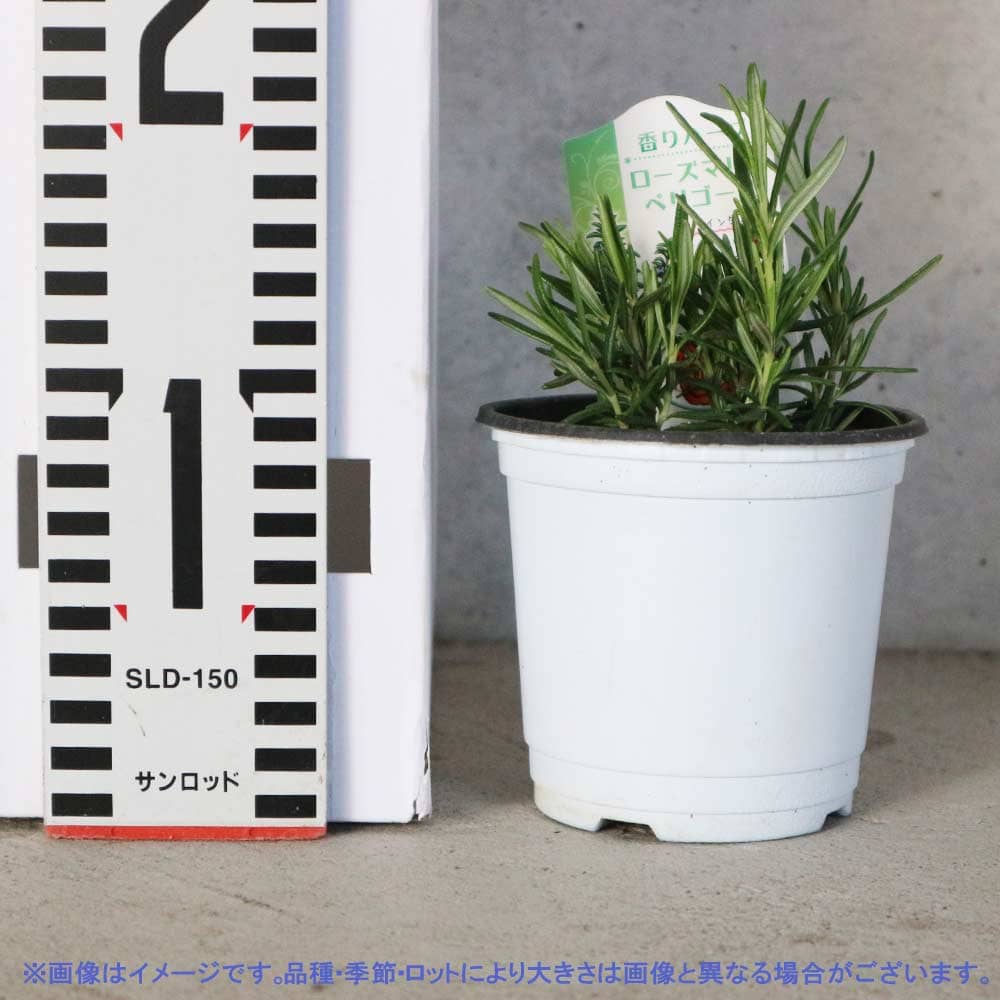 送料無料 ローズマリーペリゴール おうちで簡単 ハーブの苗 お買い得4個セット 10 5cmポット 育てやすいハーブ苗シリーズ