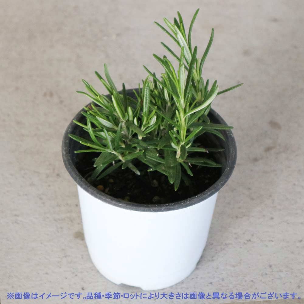 送料無料 ローズマリーペリゴール おうちで簡単 ハーブの苗 お買い得4個セット 10 5cmポット 育てやすいハーブ苗シリーズ