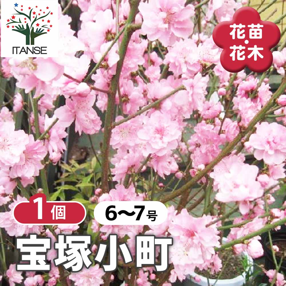 楽天市場】【矢口桃】 花桃 1年生接木苗 【予約販売】11〜12月頃入荷