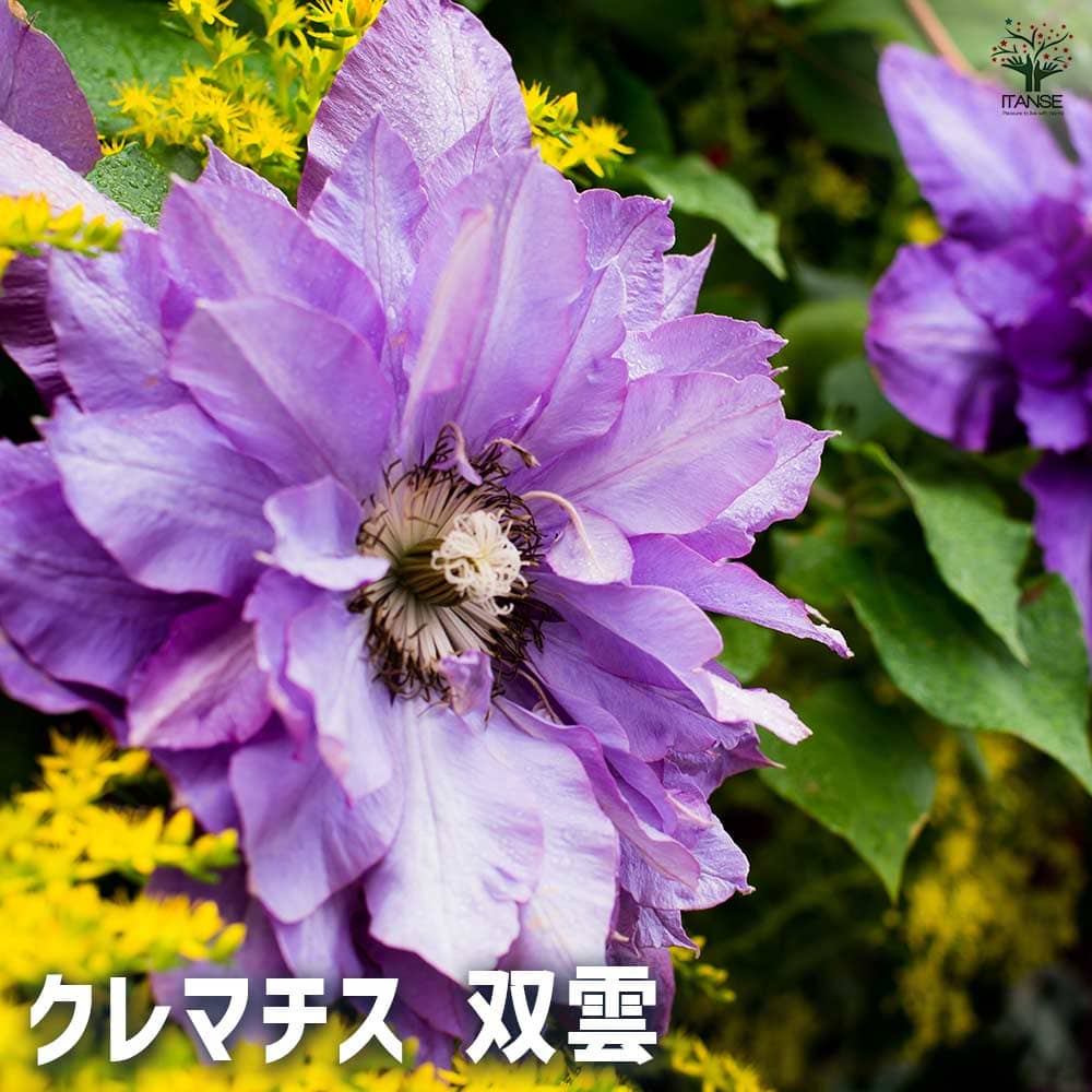 【送料無料】 クレマチス 双雲 フェルトポット 【 花苗 ／1個売り 】 花の苗 花木の苗 花木 風車 カザグルマ 鉄線 テッセン