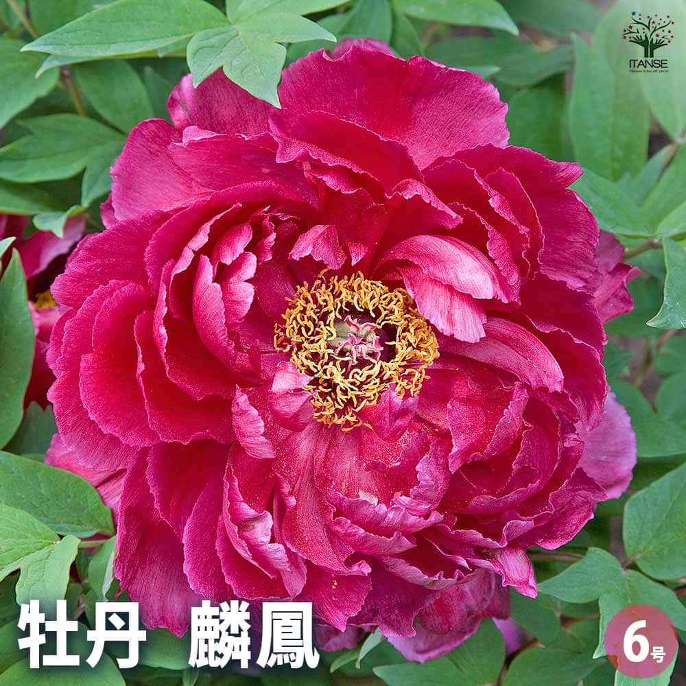 キンリョウヘン　3つ花芽あり　金稜辺 楽天市場】【 花芽3個以上株 】キンリョウヘン（ 金稜辺 ）5号