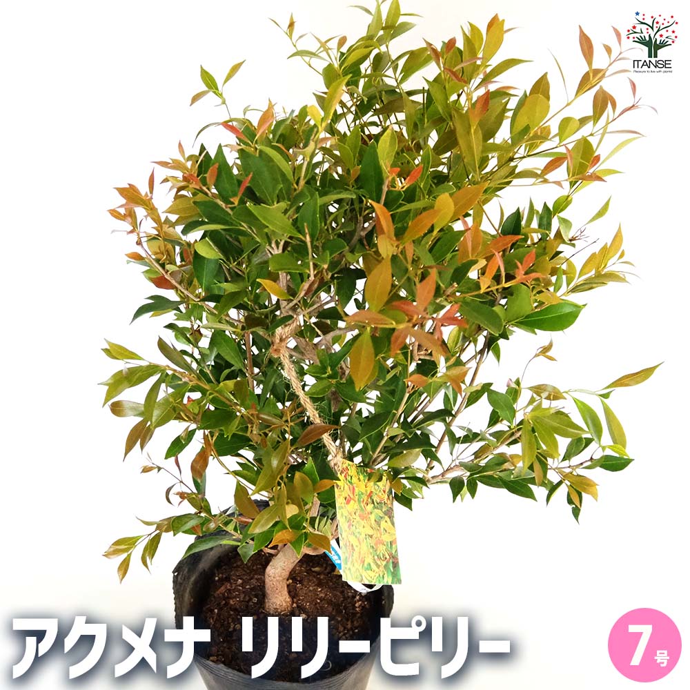 【送料無料】アクメナ リリーピリー 【 花木苗 7号／1個売り 】 オージープランツ 初心者 常緑 低木 オーストラリア シンボルツリー 記念樹 花木 苗 苗木 花の苗 庭植え 地植え