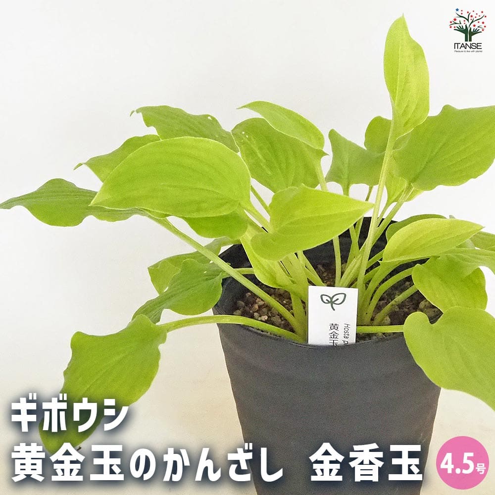 【送料無料】ホスタ(ギボウシ) タマノカンザシ 金香玉 【 花木苗 4.5号 】 花苗 宿根草 庭園 草花 擬宝珠 ぎぼうしゅ キジカクシ科 リュウゼツラン亜科 ギボウシ属 多年草