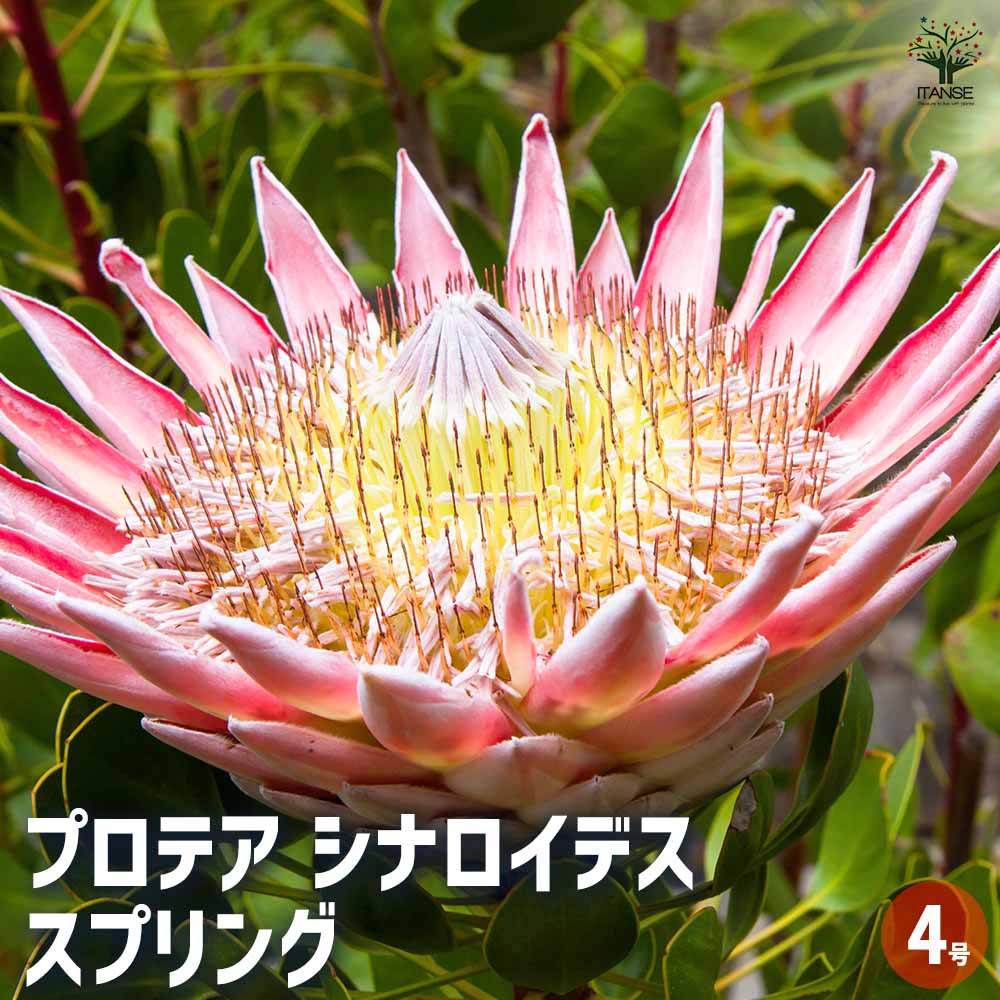 キングプロテア　①シナロイデス　オージープランツ　観葉植物 キングプロテア ①シナロイデス オージープランツ 観葉植物