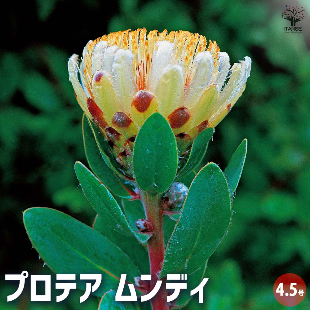 ① プロテア　クリームミンク　3輪 楽天市場】【送料無料】プロテア クリームミンク 花木苗 8号鉢 1