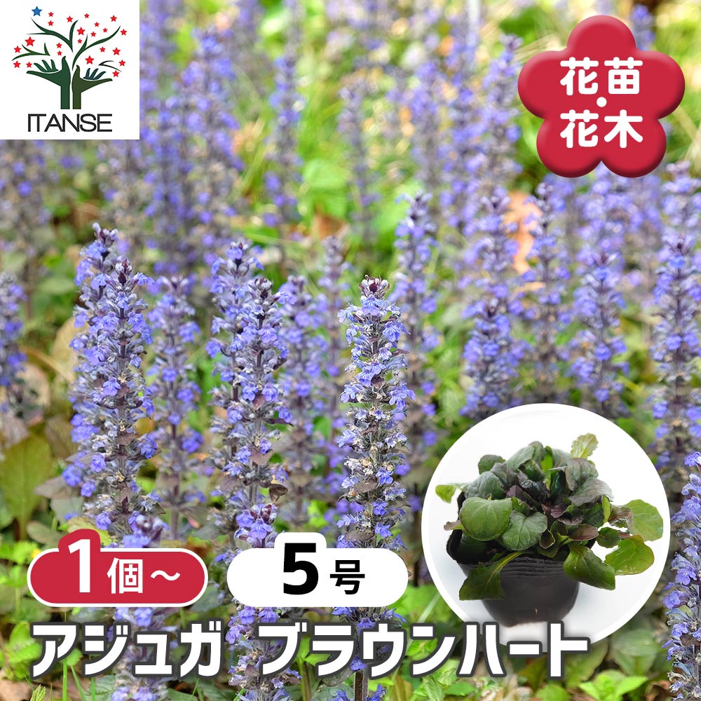 楽天市場】苗 花苗 斑入り葉 アジュガ アークティックホックス 1鉢 3