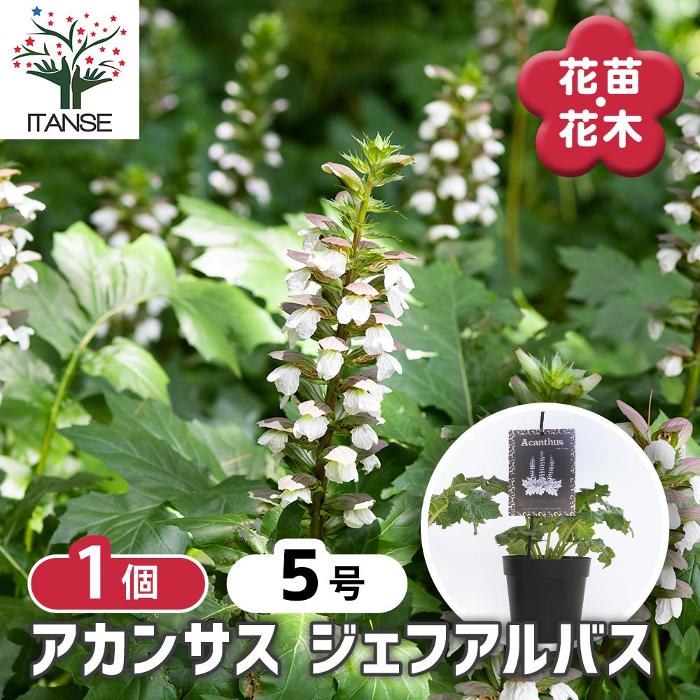【送料無料】アカンサス ジェフアルバス 【 花苗 5号／1個売り 】 お花の苗 花 生け花 切花 切り花 花木 庭木 庭 庭園 室内 鉢植え 育てやすい 寄せ植え