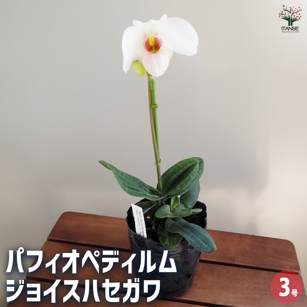 【送料無料】パフィオペディルム ジョイスハセガワ 【 花苗 3号／1個売り 】 花木の苗 花苗 花の苗 花 苗 Paphiopedilum
