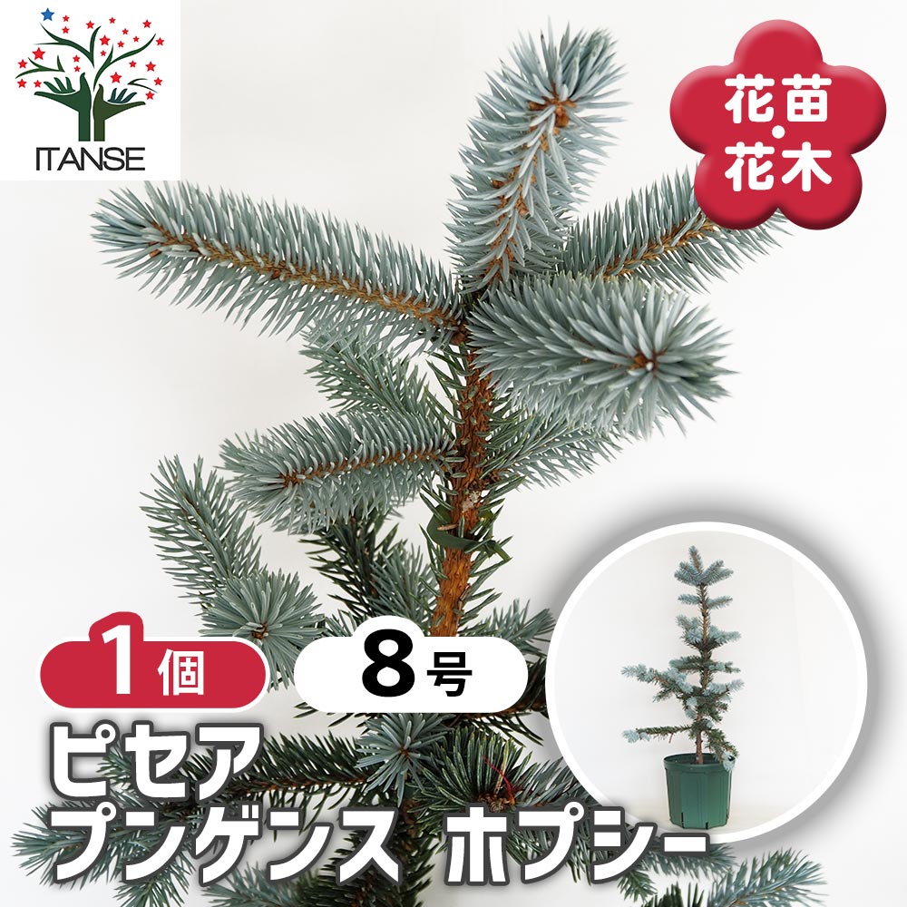 ホプシー8号 プンゲンストウヒ ホプシー8号