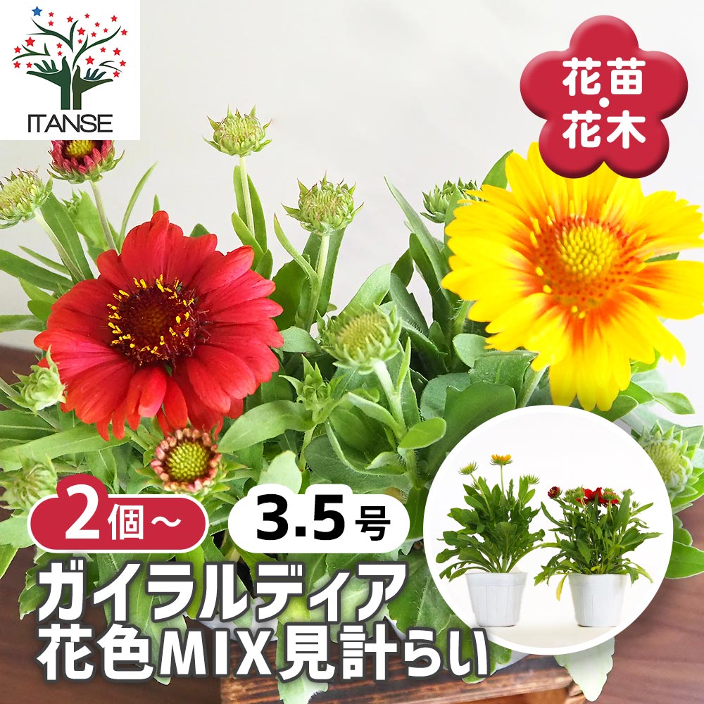 観葉草木特集