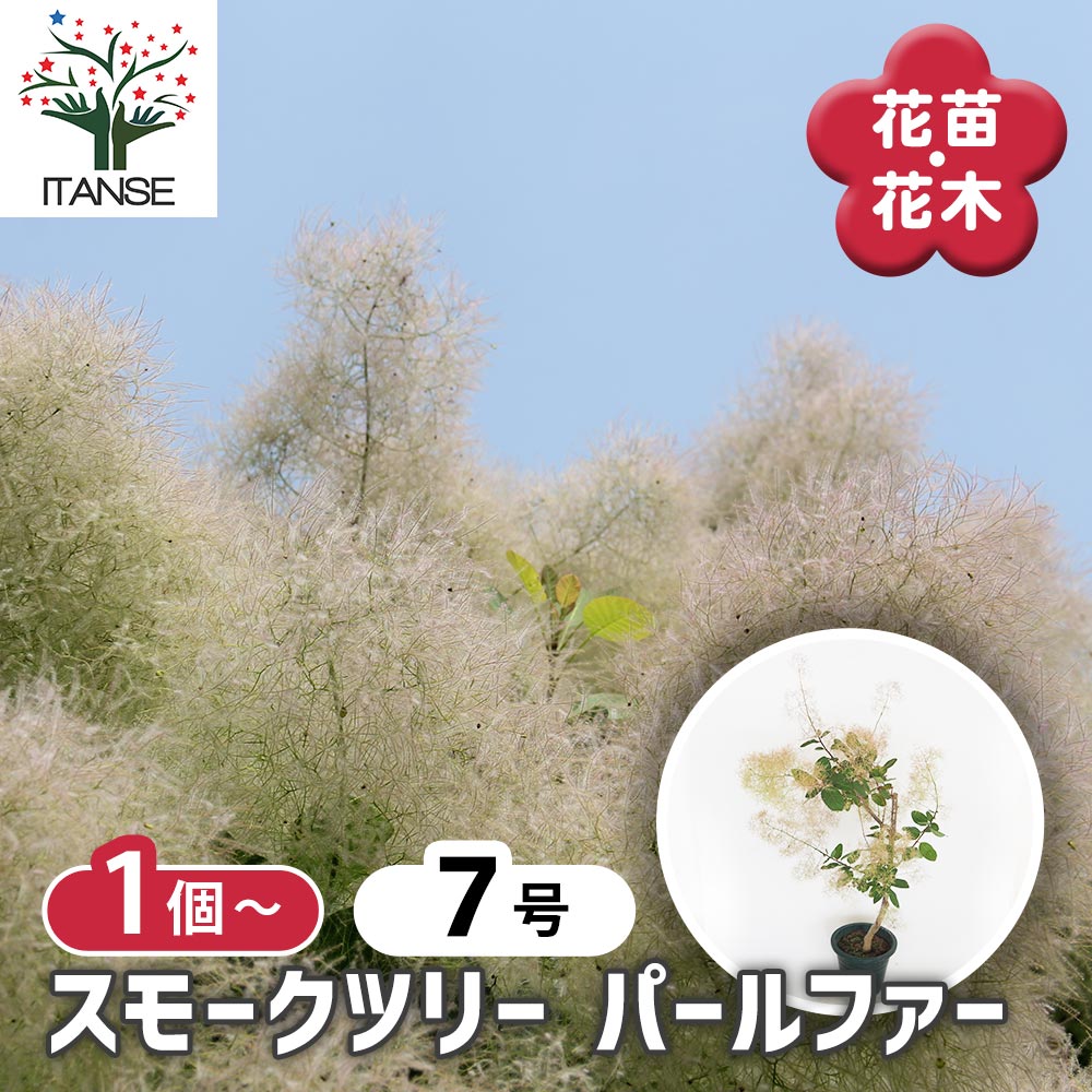 【送料無料】スモークツリー パールファー 【 花木苗 7号／1個売り 】 煙の木 ケムリノキ ケムリの木 スモークブッシュ ハグマノキ フラワー 花苗 花木