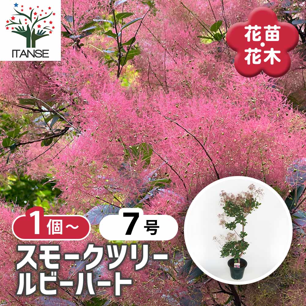 【送料無料】スモークツリー ルビーハート 【 花木苗 7号／1個売り 】 煙の木 ケムリノキ ケムリの木 スモークブッシュ ハグマノキ フラワー 花苗 花木 11,665円