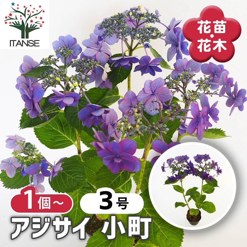 あじさい 秋色アジサイ ホワイトウェイブス 5寸鉢 | 鉢花・花苗 | 橋本