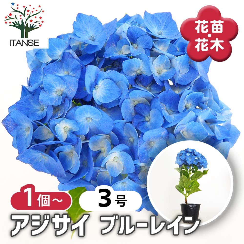 紫陽花　ファーストブルー　挿し木　苗　② 紫陽花 十二単衣 1本 紫陽花 枝 挿し木 アジサイ 苗 鉢 バラ
