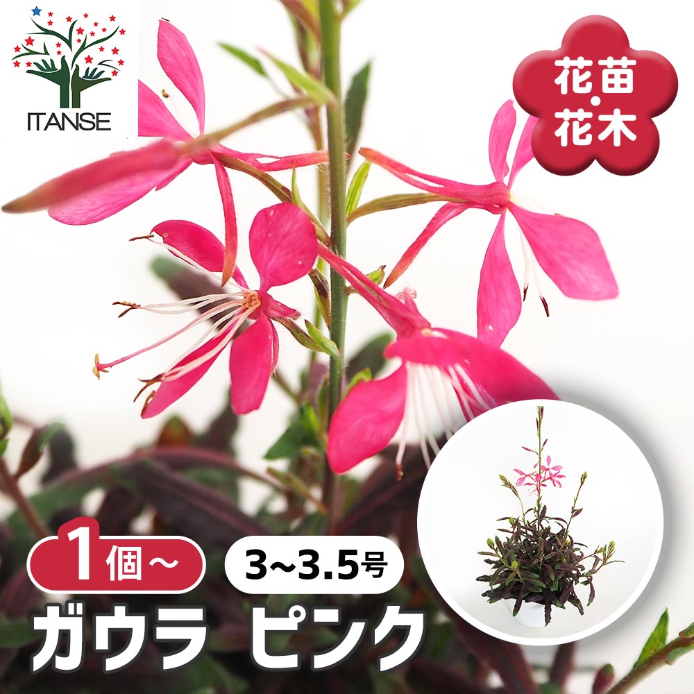 楽天市場】ガウラ（白蝶草）エミリーン ピンクブーケ 3.5号