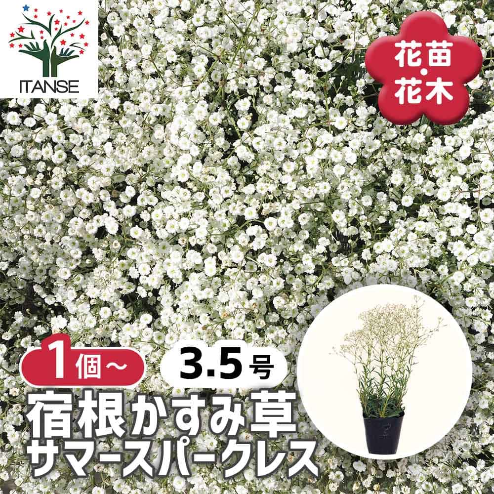 かすみ草様ご確認用 産地直送 かすみ草 ご自宅用花束 ホワイト ／熊本