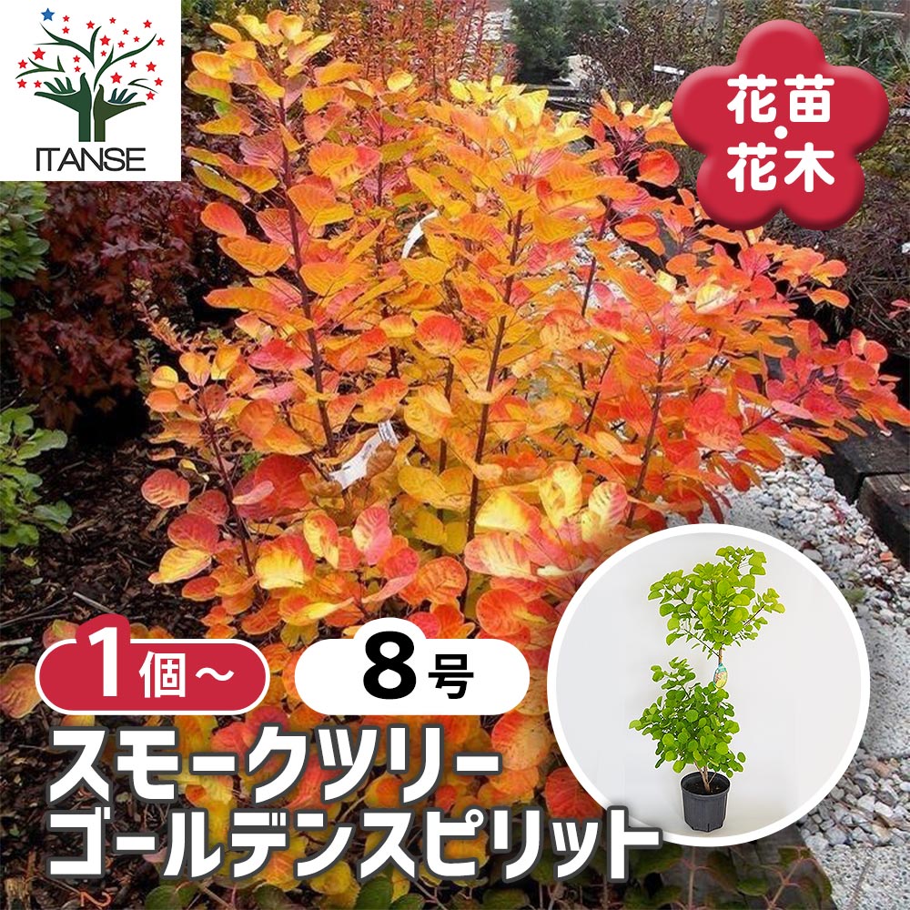 観葉草木特集
