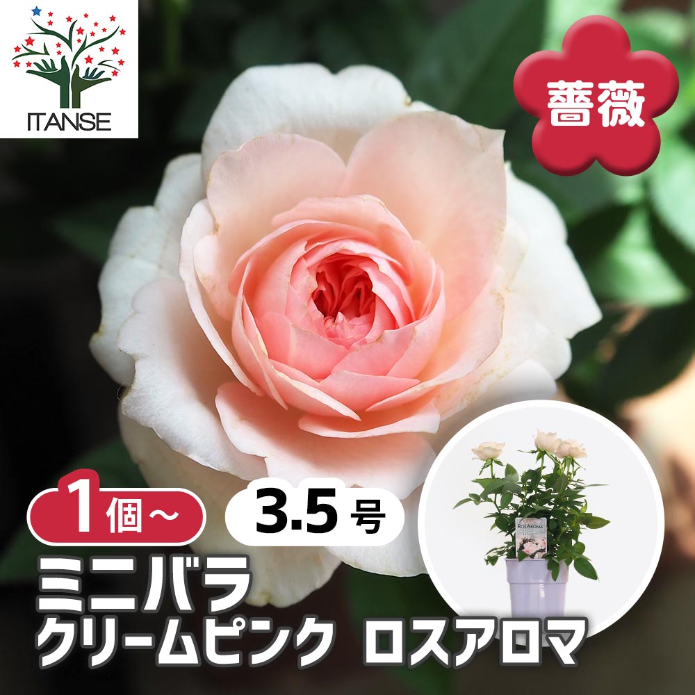 絶品　薔薇開花苗 Amazon.co.jp: バラ苗 四季咲き性 ゼプティPVP 1株 / 国華園 25
