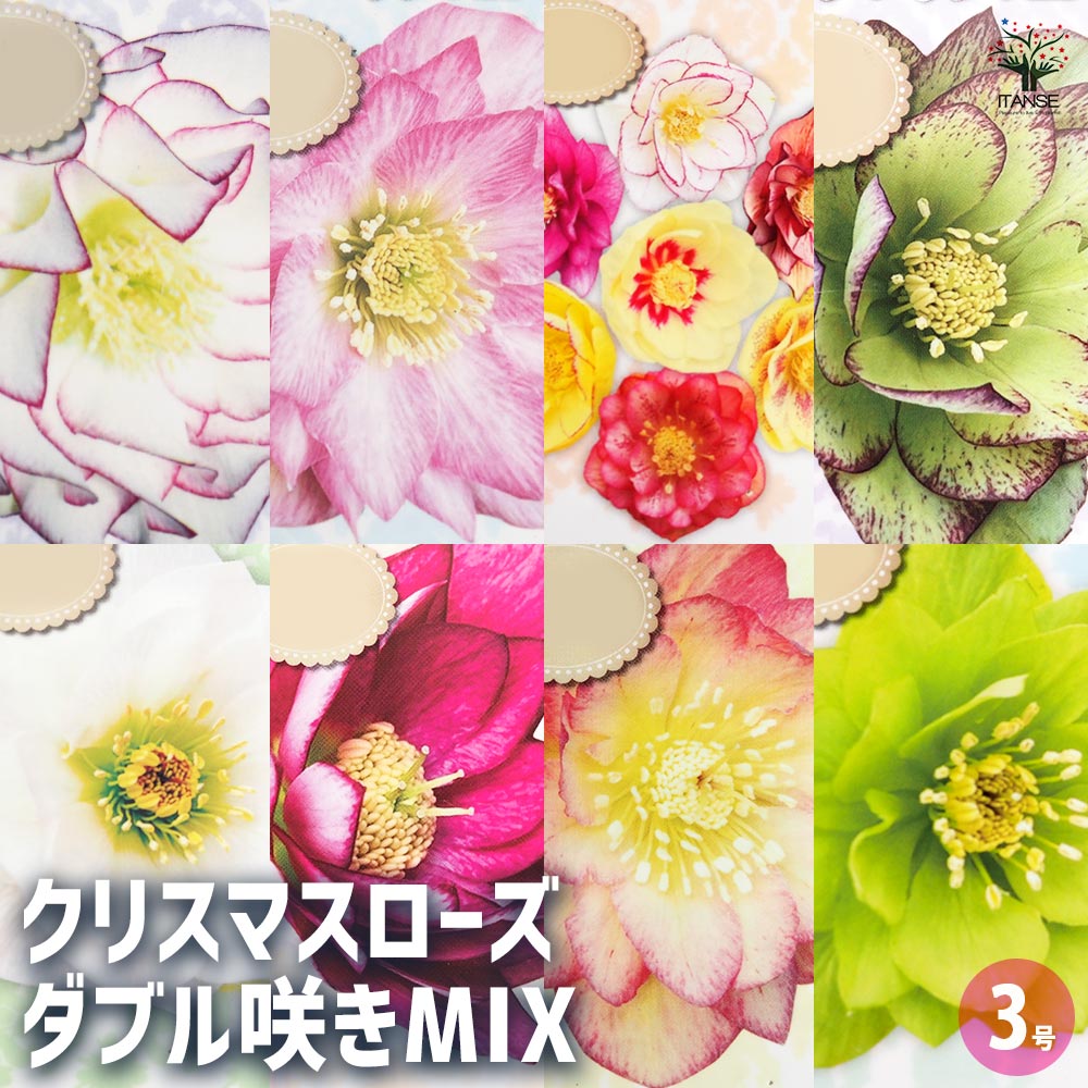クリスマスローズ 八重 7種セット 豊園芸 花付き現品発送レア品種