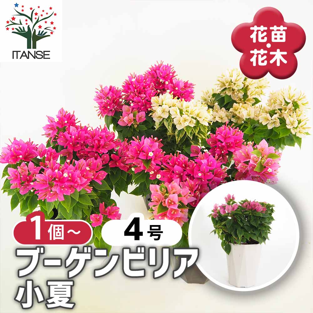 楽天市場】ブーゲンビリア ピンク系 5号鉢植え苗 : 千草園芸