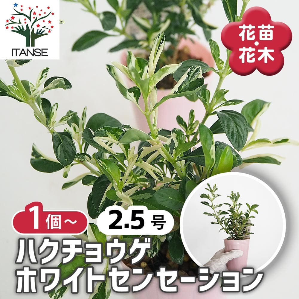 観葉草木特集
