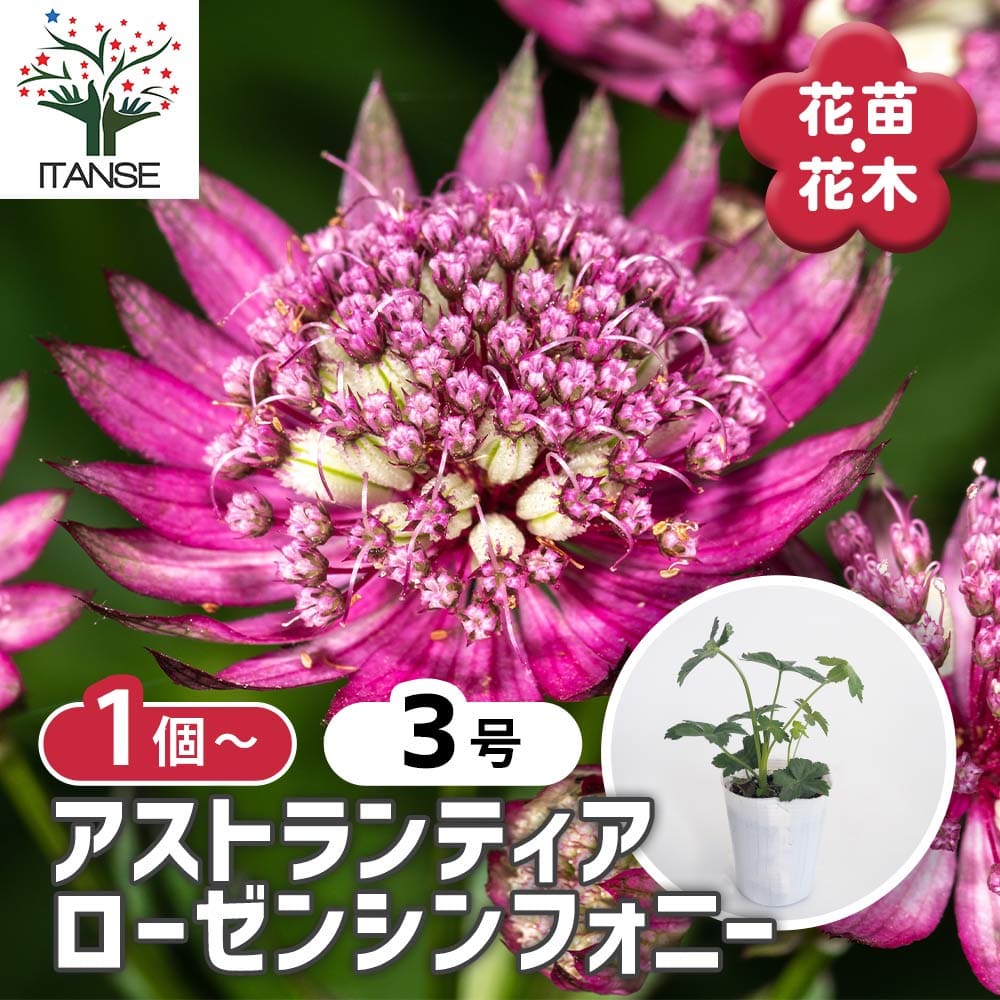 楽天市場】アレナリア ブリザードコンパクト 花なし 3.5号 1鉢 花苗
