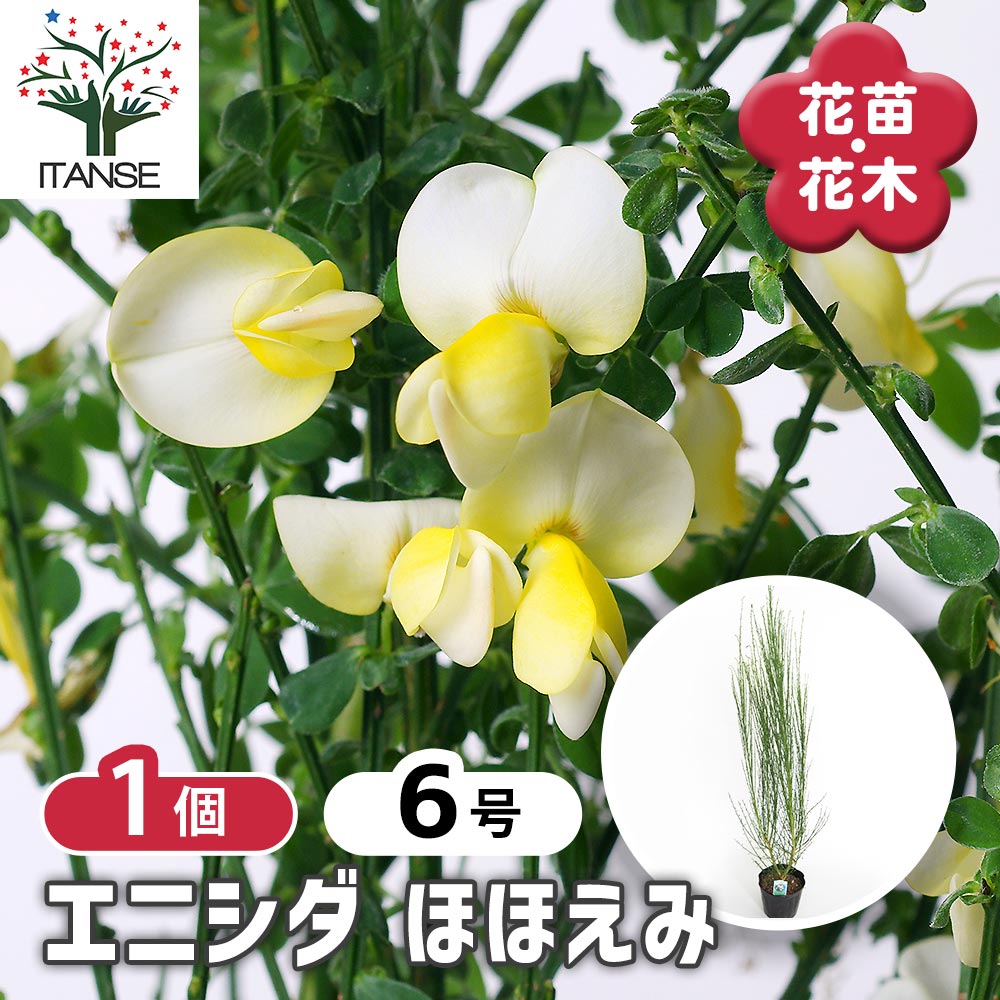 観葉草木特集