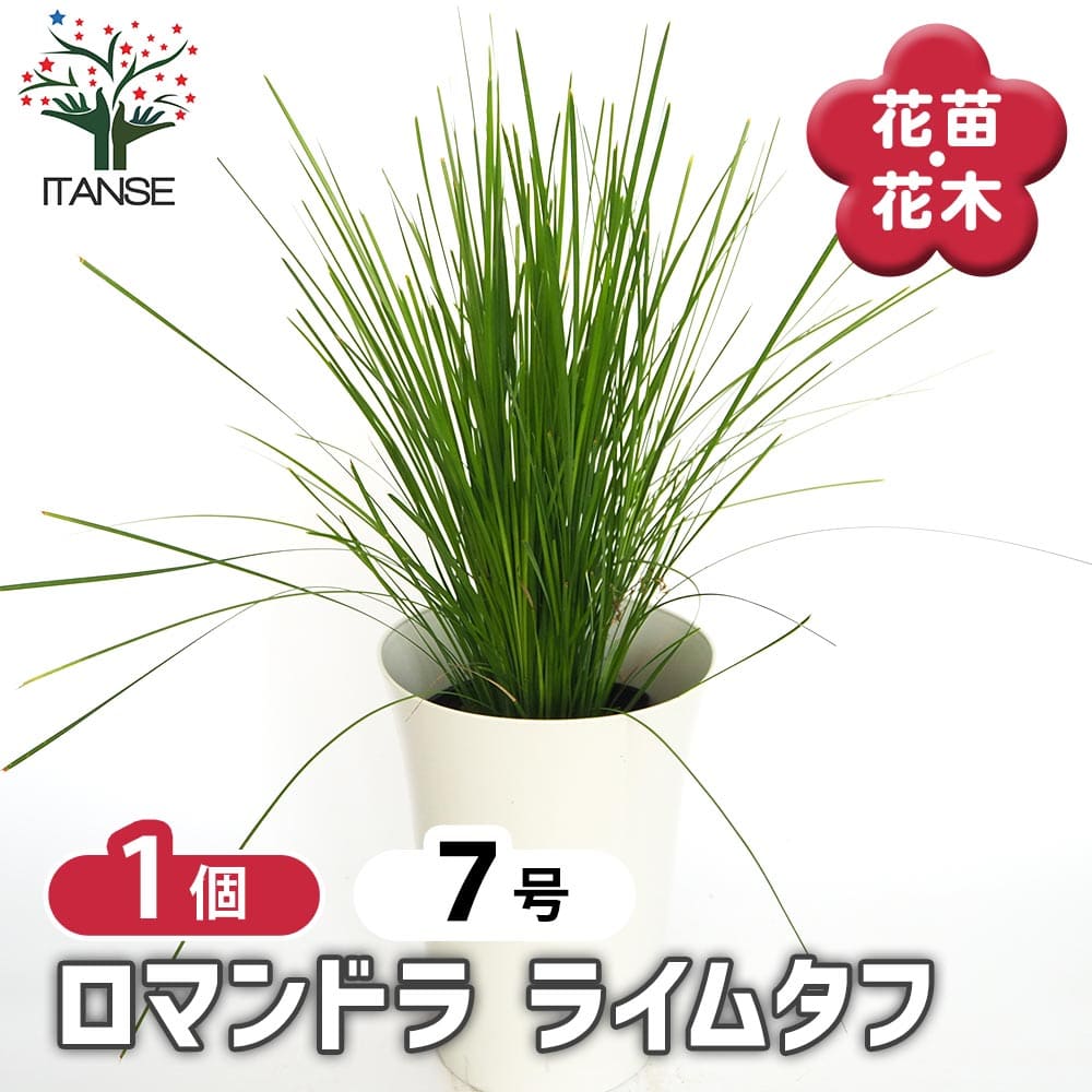 楽天市場】【送料無料】ペトロフィル エリシフォリア 【 花木苗 5号／1