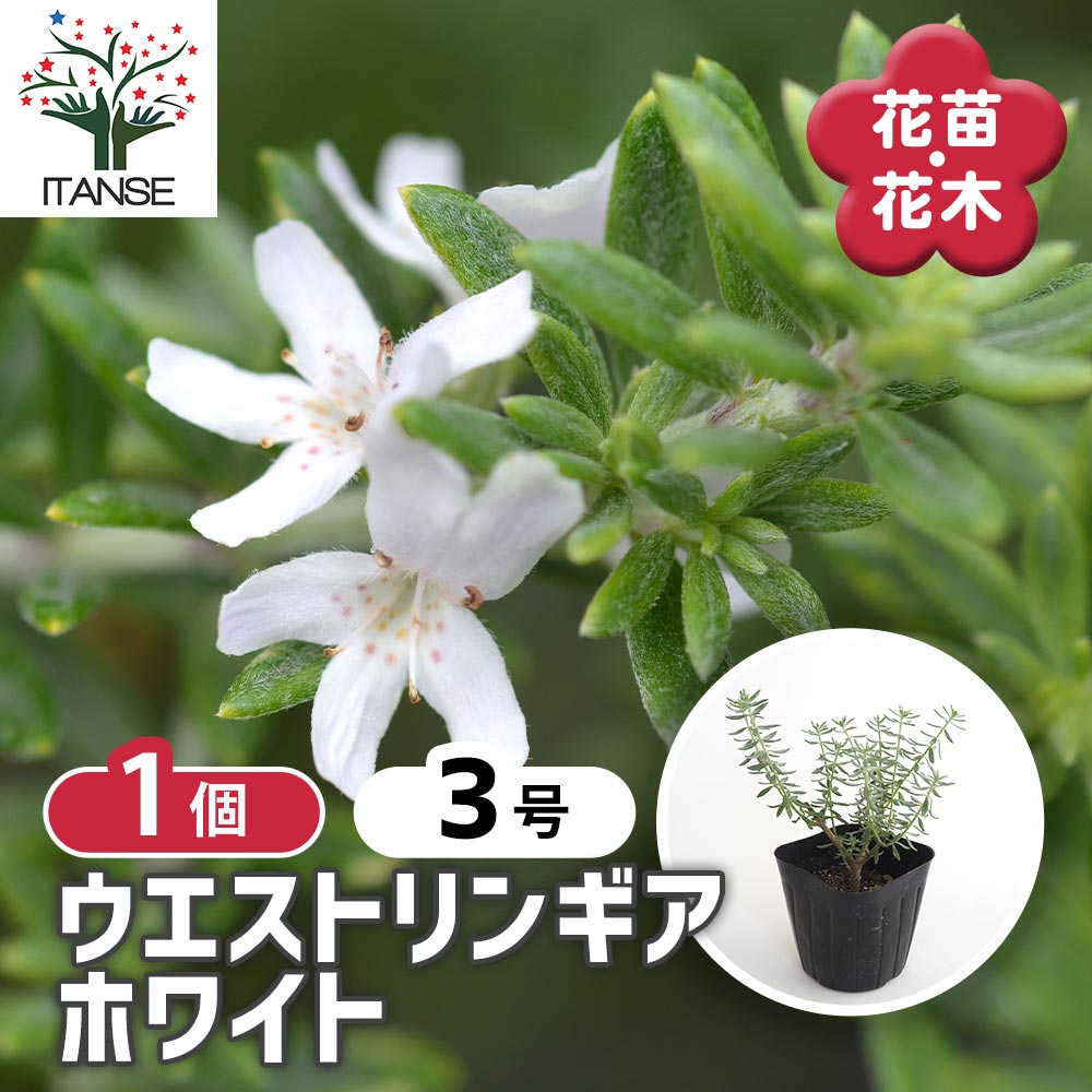 ウエストリンギア オーストラリアローズマリー スモーキーホワイト