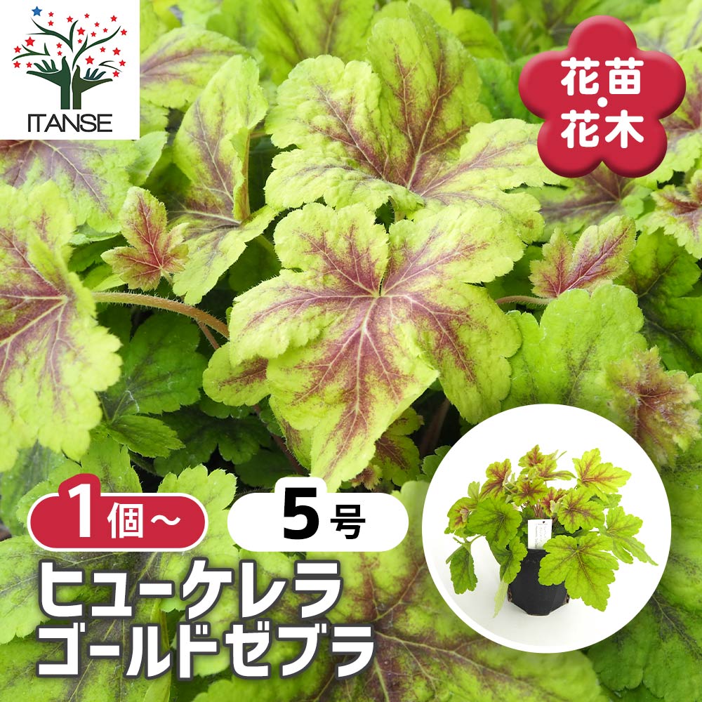 観葉草木特集