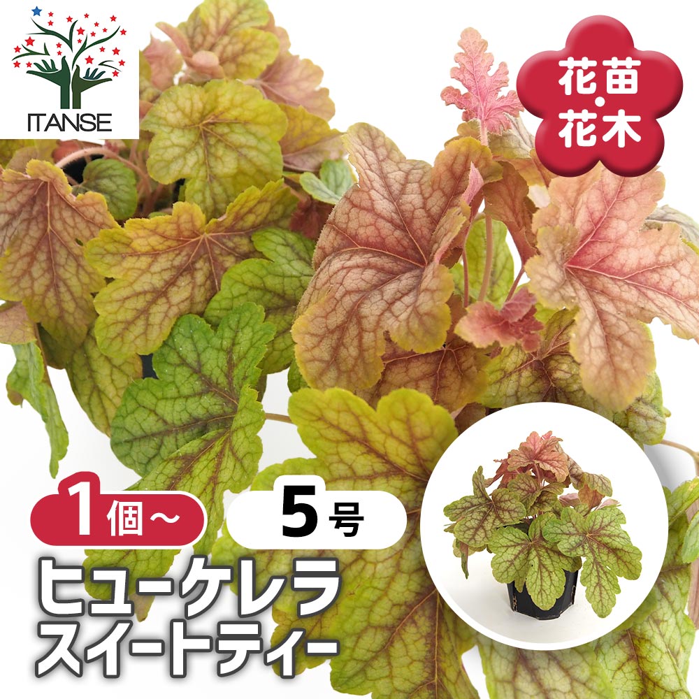 観葉草木特集