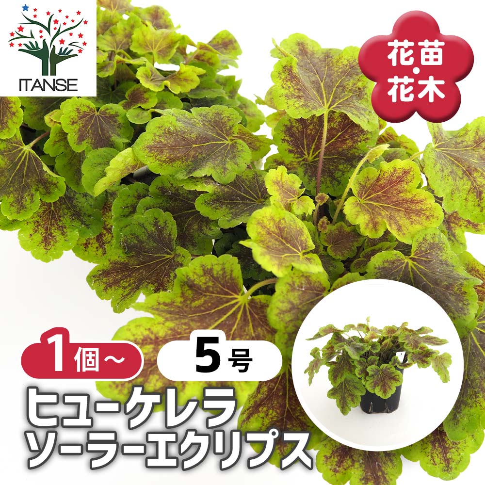 観葉草木特集