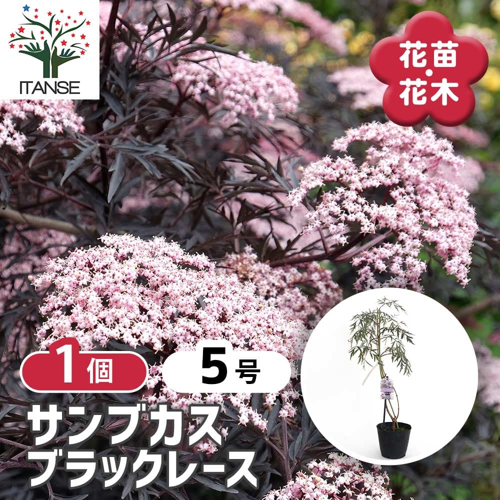 【送料無料】 サンブカス ブラックレース 【 花木苗 5号／1個売り 】 シンボルツリー 記念樹 花木 苗 苗木 花の苗 庭植え 地植え 鉢植え ベランダ ガーデニング 花壇 庭園 送料無料 即出荷 即納 翌日配送