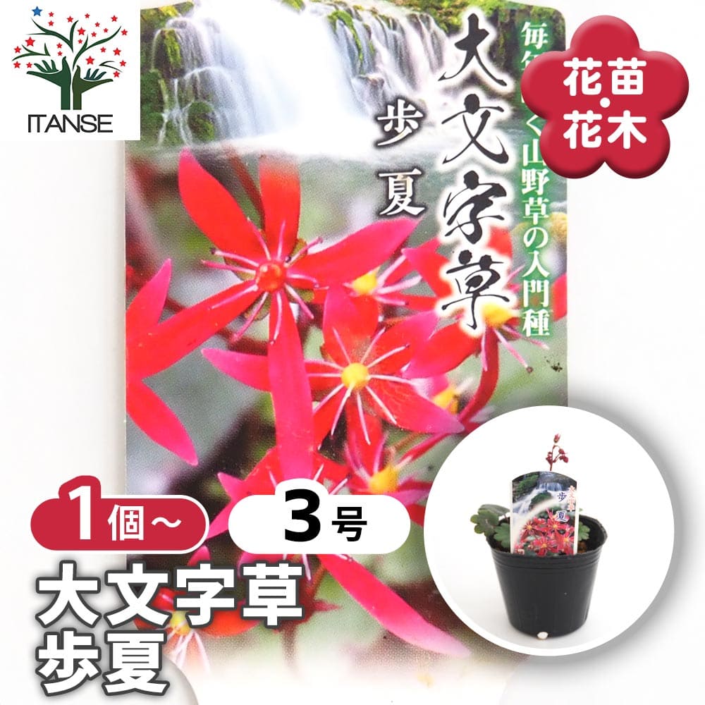 楽天市場】【送料無料】夏の山野草 桃色テンナンショウ キャンディディ