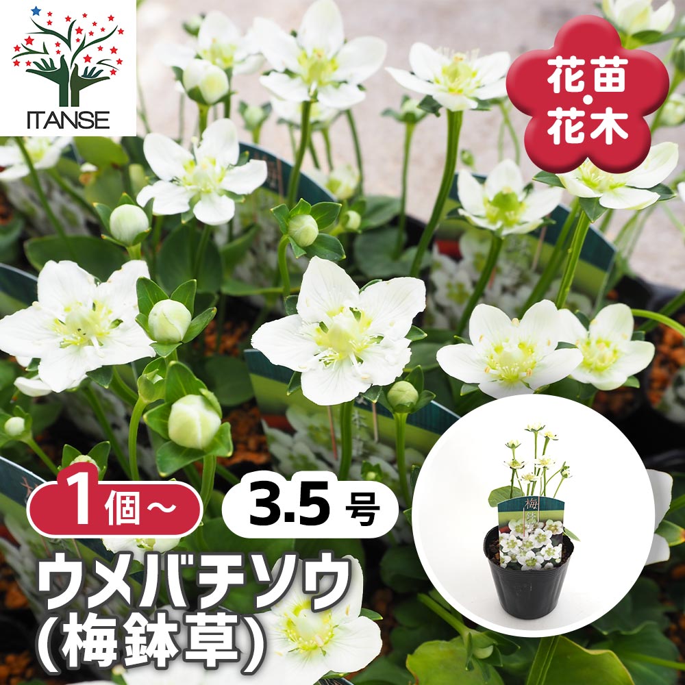 観葉草木特集