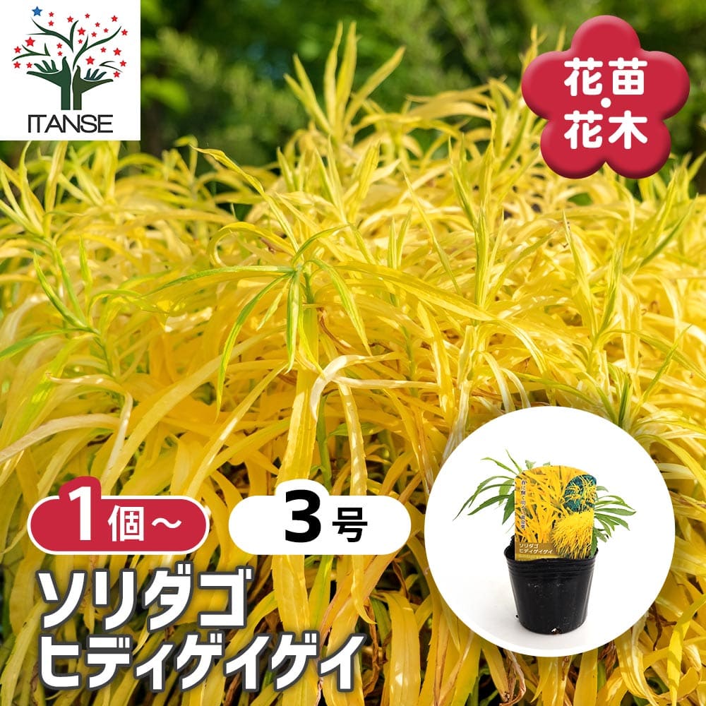 観葉草木特集