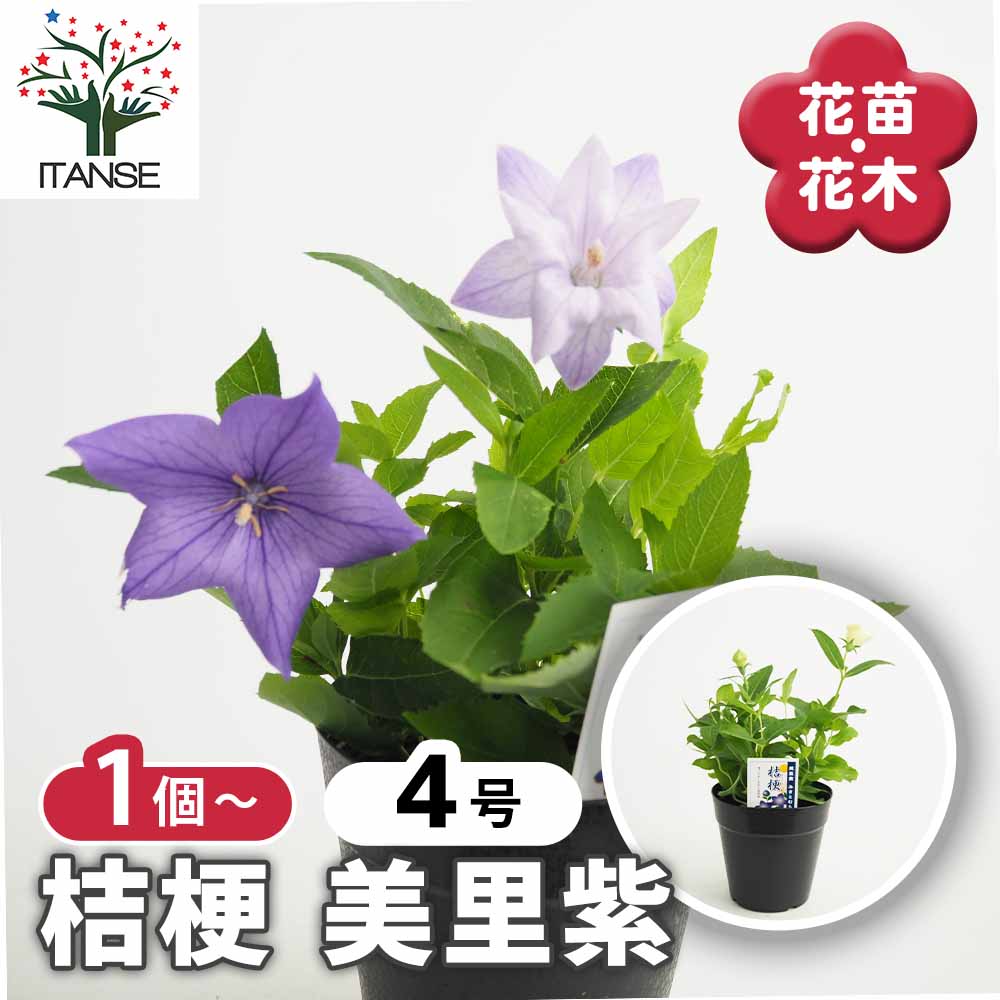 楽天市場】桔梗(キキョウ)苗 八重咲き「麒麟」高性種 3.5号苗(c13