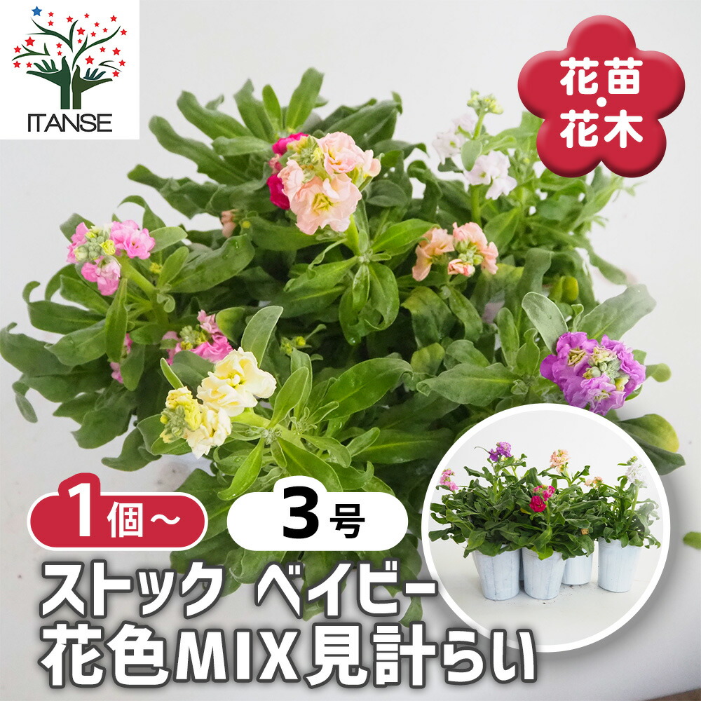 楽天市場】【送料無料】オリエンタルポピー チェッカーズ 花苗 3.5号